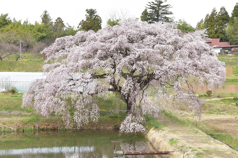 芳水の桜 花見山特設サイト